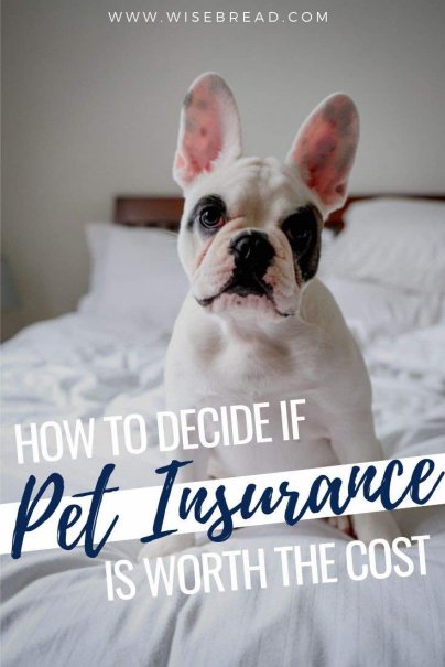 With pet insurance covering some costs of veterinary care, you're never forced to choose between your beloved pet and your finances. Here's what you need to know about pet insurance. | #pets #petcare #insurance